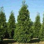 25-Thuja-Green-Giant-Arborvitae-10-16-Tall-Trees-0