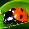 36000-Live-Ladybugs-Good-Bugs-Ladybug-Half-Gallon-Guaranteed-Live-Delivery-0