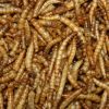 5-Lbs-Tasty-Worms-Freeze-Dried-Mealworms-Approximately-80000-Mealworms-0-0