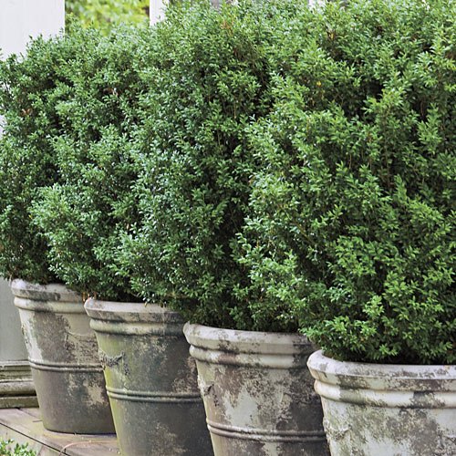 American-Boxwood-Lot-of-10-plants-in-quart-containers-Traditional-evergreen-hedge-0-1