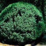 American-Boxwood-Lot-of-10-plants-in-quart-containers-Traditional-evergreen-hedge-0