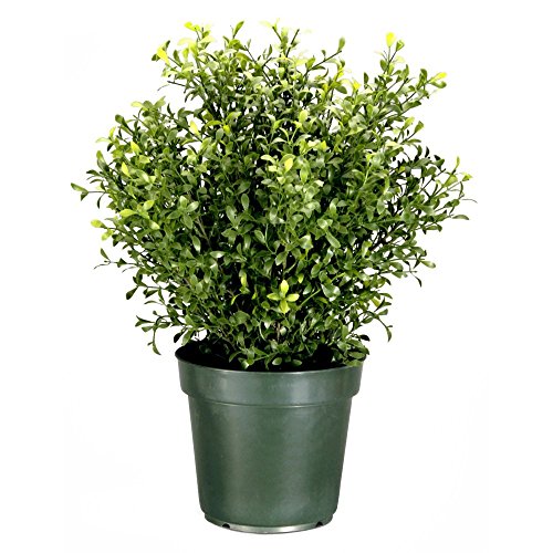 Argentia-Plant-with-Green-Pot-0