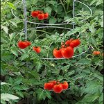 Dasco-Pro-TC-4-The-Big-EZ-Heavy-Duty-Folding-Tomato-Cage-and-Plant-Support-2-Pack-White-0-1