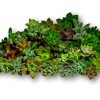 Fat-Plants-San-Diego-45-Gorgeous-All-Rosette-Succulent-Cuttings-0
