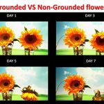 Ground-Smart-Earthing-Plant-Activator-0-1