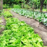 Heirloom-Vegetable-Seeds-Non-GMO-seeds-Non-Hybrid-Easy-to-Grow-0-1