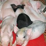 Kane-Heat-Mat-Self-Regulated-Heat-Bed-for-Dog-Puppy-Pig-Livestock-48-x-27-0-0