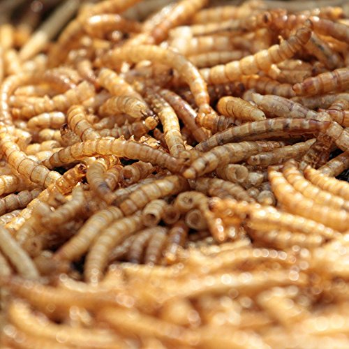 MBTP-Bulk-Dried-Mealworms-Treats-for-Chickens-Wild-Birds-0-0