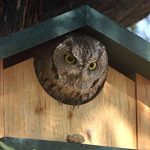 Screech-Owl-or-Saw-Whet-Owl-House-Cedar-Nesting-Box-JCs-Wildlife-0-1