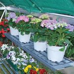 Shelf-Kit-for-Palram-Greenhouses-0-0