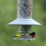 Wingscapes-AutoFeeder-Automatic-Bird-Feeder-0-1