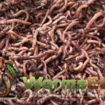 Worm-Factory-360-Composting-Bin-Terracotta-With-1000-Live-Composting-Worms-By-Worms-Etc-0-1
