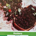 2-3-Shawnee-Blackberry-Plant-Healthy-Shrubs-Home-Garden-Plants-Blackberries-0