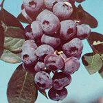 2-3-Woodard-Blueberry-Fruit-Plant-Blueberries-Healthy-Roots-Nice-Vine-Plants-0