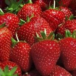 25-Strawberry-Plants-BEST-BERRY-Bare-Root-Plants-Garden-Fruits-Outdoor-Plant-NEW-0