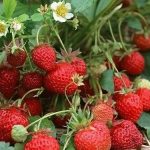 50-Strawberry-Plants-BEST-BERRY-Bare-Root-Plants-Garden-Best-Fruits-Outdoor-NEW-0-1