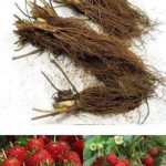 50-Strawberry-Plants-BEST-BERRY-Bare-Root-Plants-Garden-Best-Fruits-Outdoor-NEW-0