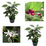 Arabica-Coffee-Bean-Plant-6-pot-Grow-Brew-Your-Own-Graden-Best-Gift-NEW-0