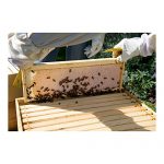 Bee-Champions-BEE-CH-BOX-FRM-MD-3Pk-Honey-Bee-Box-with-10-Frames-3-Pack-Medium-0-1