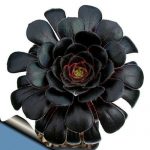 Black-Rose-Tree-Plant-Aeonium-arboreum-RARE-Easy-to-grow-3-Pot-NEW-0