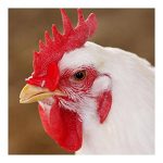 Chicken-Patch-Glassess-with-Hole-Anti-peck-Middle-Size-0-0