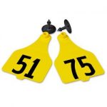 Destron-Fearing-Extra-Large-Numbered-Tags-with-Studs-Yellow-Numbers-51-75-C08001CN-0