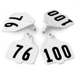Destron-Fearing-Large-Double-Panel-Numbered-Tags-with-Studs-White-Numbers-76-100-C08026DN-0