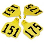 Destron-Fearing-Large-Double-Panel-Numbered-Tags-with-Studs-Yellow-Numbers-151-175-C08025GN-0