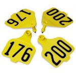 Destron-Fearing-Large-Double-Panel-Numbered-Tags-with-Studs-Yellow-Numbers-176-200-C08025HN-0