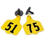 Destron-Fearing-Large-Numbered-Tags-with-Studs-Yellow-Numbers-51-75-C08009CN-0
