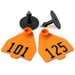 Destron-Fearing-Medium-Numbered-Tags-with-Studs-Orange-Numbers-101-125-C08016EN-0