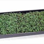 Hydroponic-Microgreens-Growing-Kit-Grow-Micro-Greens-Baby-Salad-Indoor-Garden-All-Supplies-Seeds-Trays-Etc-0-1