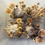 Maximumstore-Simple-Mushroom-Growing-Kit-6-Jars-Grow-Mushrooms-Fast-0-2
