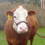 New-Style-Rope-Cattle-Halter-Easily-Adjustable-for-Calf-Cow-Steer-Bull-0-0