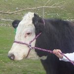 New-Style-Rope-Cattle-Halter-Easily-Adjustable-for-Calf-Cow-Steer-Bull-0