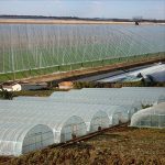 OriginA-Clear-Plastic-Film-Polyethylene-Covering-for-Greenhouse-and-Grow-Tunnel39mil12x25ft-0