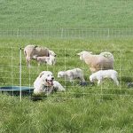 Premier-ElectroNet-Sheep-Goat-Netting-Fence-35-H-x-164L-White-Double-Spike-Premier-0-0