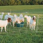 Premier-ElectroNet-Sheep-Goat-Netting-Fence-35-H-x-164L-White-Double-Spike-Premier-0-1
