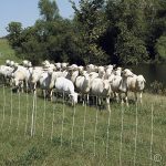Premier-ElectroNet-Sheep-Goat-Netting-Fence-35H-x-164L-White-Single-Spike-Premier-Top-Seller-0-0