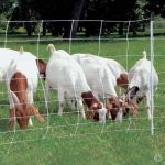 Premier-ElectroStop-Goat-Sheep-Electric-Fence-42H-x-164-L-Single-Spike-White-Premier-Top-Seller-0
