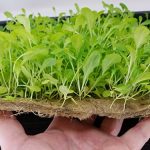 PureGrown-Hemp-750-Pads-for-Growing-Microgreens-OMRI-Listed-Organic-0-0