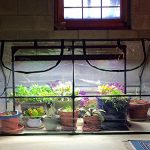 Quictent-Garden-Green-House-Mini-Portable-Hot-House-71-WX-36-D-X-36-H-Greenhouse-0