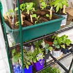 Quictent-Hot-4-tier-Mini-Portable-Green-Hot-Grow-Seeds-House-Indoor-Outdoor-wShelves-Greenhouse-0-0