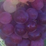 Ruby-Red-Seedless-Grape-Vine-2-gallon-Live-Plant-Home-Garden-Easy-to-Grow-Grapes-0