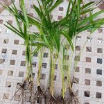SS0144-Areca-Palm-Live-Plant-Easy-to-Grow-Indoor-Outdoor-Garden-Plants-Best-Gift-NEW-0