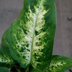 Splash-Dieffenbachia-Plant-Houseplant-Indoor-Fresh-Air-Filter-Toxins-Best-Gift-0-0