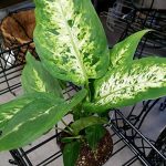Splash-Dieffenbachia-Plant-Houseplant-Indoor-Fresh-Air-Filter-Toxins-Best-Gift-0-1