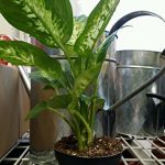 Splash-Dieffenbachia-Plant-Houseplant-Indoor-Fresh-Air-Filter-Toxins-Best-Gift-0