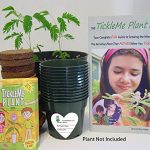 TickleMe-Plant-Classroom-or-Science-Party-kit-Grow-The-House-Plant-That-Closes-Its-Leaves-When-You-Tickle-It-Includes-Activity-Book-Supplies-for-30-Students-0
