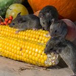 4-Lbs-Rat-Mouse-Rodent-Bait-Blocks-Rat-Mouse-Poison-Bait-Rat-Mouse-Killer-Blox-0-0